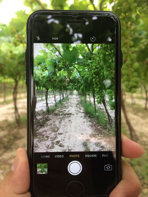 Vynuogė, Iphone Kamera, Ūkis, Ūkiai, Žalias