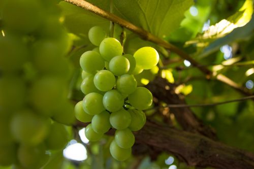Vynuogė, Gamta, Vaisiai, Žalias