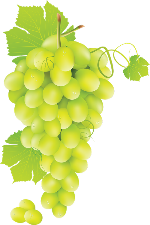 Vynuogė,  Vaisių,  Žalia Vynuogių,  Nemokama Iliustracijos