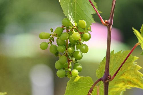 Vynuogė,  Jauna,  Žalias,  Vynuogės Auginamos,  Vyno,  Struktūra,  Vynmedžių Vynmedis,  Vynuogių Veislių,  Atspalvių Žalia,  Uogos,  Vyno Uogos,  Subrendęs,  Augti,  Vaisiai