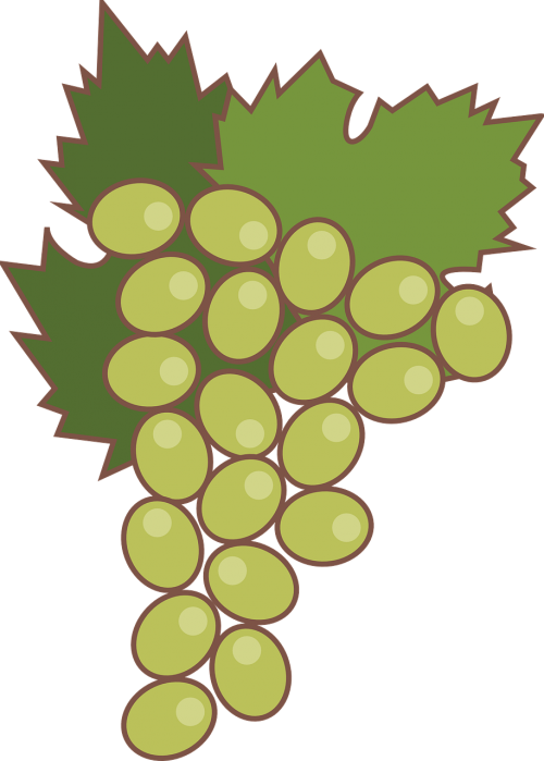 Vynuogė, Vaisiai, Žaliosios Vynuogės, Maitinimas, Nemokama Vektorinė Grafika