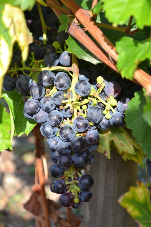 Vynuogė, Juoda Vynuogė, Vynmedis, Klasteris, Vynuogių Kekė, Dordogne, France