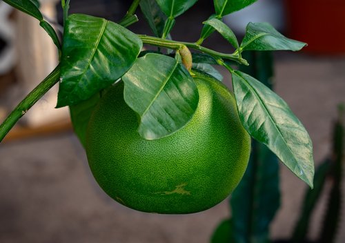 Greipfrutų,  Žalias,  Maisto,  Citrusinis Vaisius,  Skanus,  Pobūdį,  Saldus,  Rūgštus,  Sveiki,  Vitaminai,  Lapai,  Šviežias