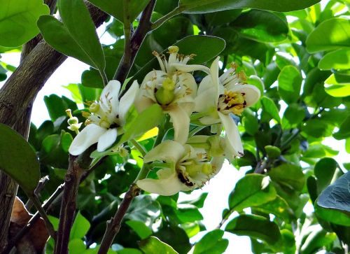 Greipfrutas, Gėlė, Citrusinių Paradisi, Subtropinis, Citrusiniai, Vaisiai, Karnataka, Indija