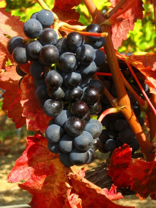 Vynuogės, Juoda, Provence, Vynmedis, Vynuogynas