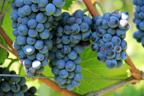 Vynuogės, Vynas, Vynmedis, Vynuogių Auginimas, Augalas, Vynuogių
