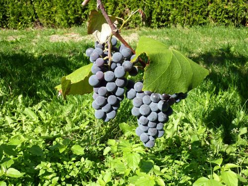 Vynuogės, Vaisiai, Vynuogių Auginimas, Uždaryti