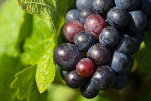 Vynuogės, Gamta, Vynuogių Auginimas, Vynas, Vintage, Vynuogių Lapai, Vynmedis