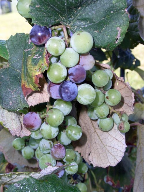 Vynuogės, Vaisiai, Vynmedis, Vynas, Derlius, Žalias, Violetinė, Šviežias Vaisius, Natūralus, Skanus