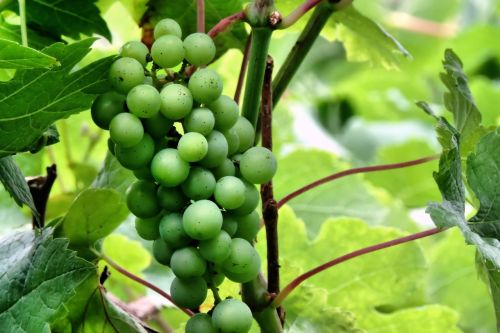 Vynuogės, Žalias, Nesubrendusio, Vaisiai, Žaliosios Vynuogės