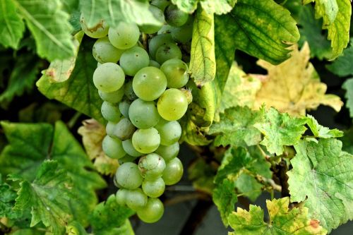 Vynuogės, Vynuogių, Vynuogynai, Vynuogių Auginimas, Vynmedis, Rebstock, Žalias, Nesubrendusio