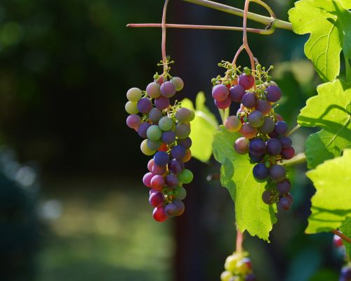 Vynuogės, Vynmedis, Raudonos Vynuogės, Vynas, Vynuogių Auginimas, Vynuogių, Vintage, Ruduo, Mėlynos Vynuogės, Raudonosios Vynuogių Veislės
