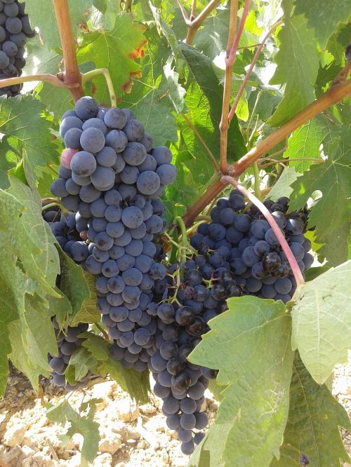 Vynuogės, Vynuogių Kekė, Parra, Padermė, Ribera Del Duero, Vynuogynas, Vynmedis