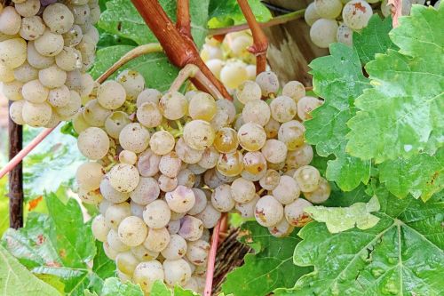 Vynuogės, Liūtys, Žaliosios Vynuogės, Beads, Žalias, Vynuogių Auginimas, Rebstock, Lašelinė