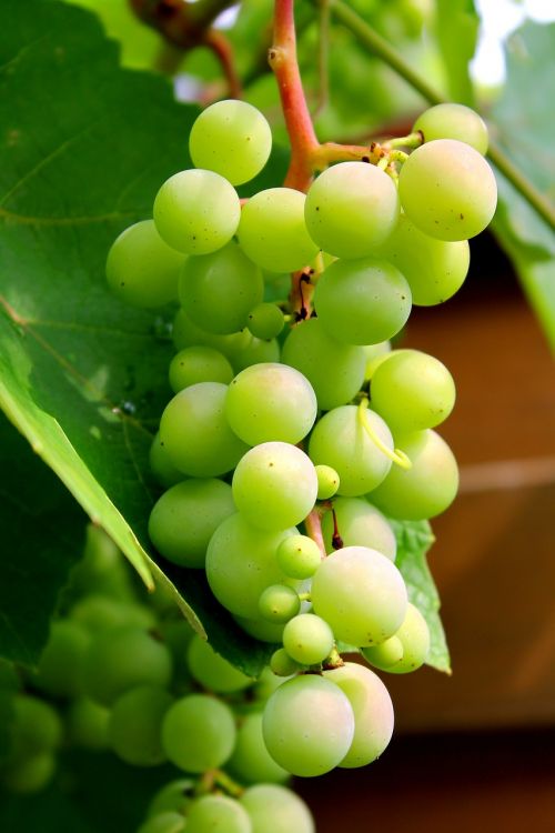 Vynuogės, Vynas, Vynuogių Auginimas, Žaliosios Vynuogės, Augalas, Gamta