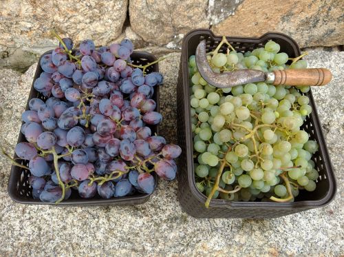 Vynuogės, Vaisiai, Vintage, Derlius