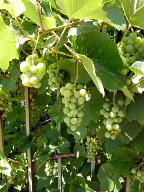 Vynuogės, Vynuogynai, Vynuogių, Vynuogių Auginimas, Vynuogynas, Auginimas, Žaliosios Vynuogės, Vynmedis, Vynuogynai, Vynas
