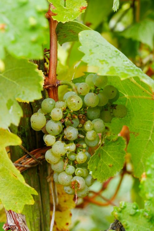 Vynuogės, Lapai, Žalias, Vynuogių Auginimas, Augalas, Derlius, Vynuogynas