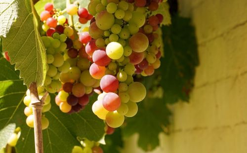 Vynuogės, Vynmedis, Žaliosios Vynuogės, Vynuogių Auginimas, Vynuogynai, Subrendęs