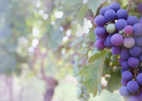 Vynuogės, Violetinės Vynuogės, Vynuogynas, Vynmedis, Vynuogių, Vaisiai, Natūralus, Derlius, Gamta