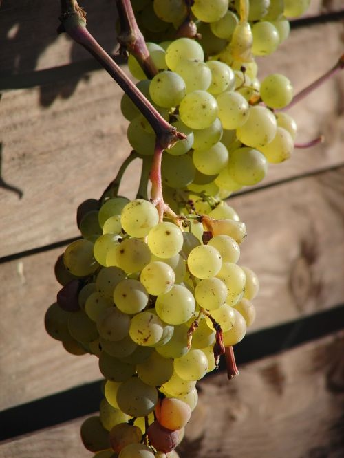Vynuogės, Vynmedis, Vynas, Vaisiai, Vynuogių Auginimas, Metų Laikas