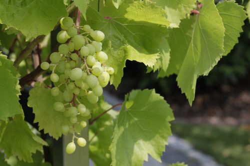 Vynuogės, Žalias, Augalas, Žaliosios Vynuogės, Vaisiai, Gamta, Maistas, Valgyti, Vasara, Vaisiai