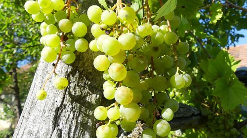 Vynuogės, Vynuogių, Žaliosios Vynuogės, Vaisiai