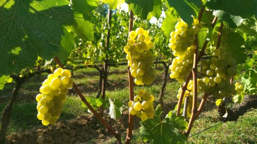 Vynuogės, Franciacorta, Kekės