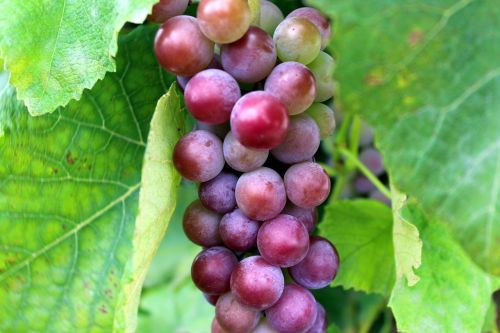 Vynuogės, Augalas, Valgymas, Sveikata, Maistas, Gamta, Vaisiai, Vynuogynai, Auginimas
