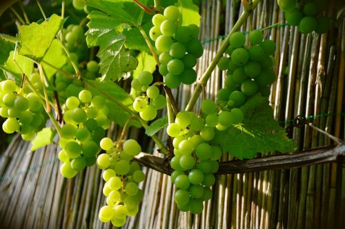 Vynuogės, Vynuogių Auginimas, Žaliosios Vynuogės, Vaisiai, Vynuogių, Vynmedis, Stalo Vynuogės, Vynuogynai, Vynas