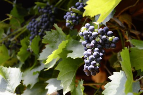 Vynuogės, Vynuogių Auginimas, Vynmedis, Prinokusios Vynuogės, Vynuogynai, Maistas, Vynas, Vaisiai, Lapai, Augalas