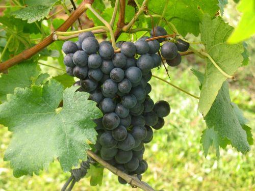 Vynuogės, Gamta, Vynuogių Auginimas, Vynmedis