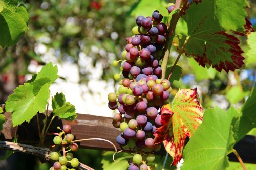 Vynuogės, Vynas, Vaisiai, Vynuogių Auginimas, Vynuogynai, Vynuogynai, Vynuogynas