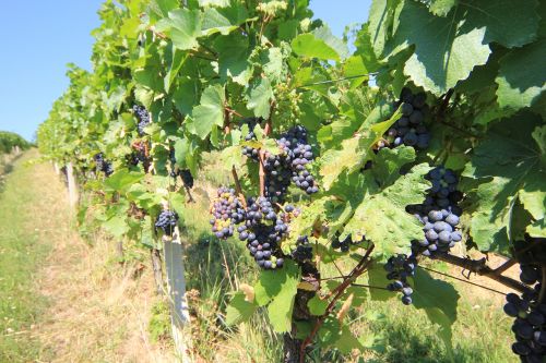 Vynuogės, Derlius, Vaisiai, Vynuogių Auginimas, Ruduo, Vynuogių, Vynmedis