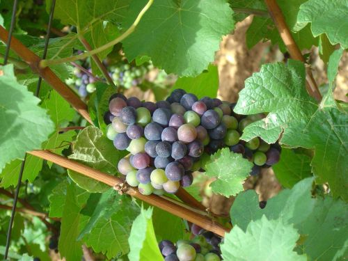 Vynuogės, Vynmedis, Vynuogė, Mėlynas, Vaisiai, Rebstock, Vynuogių Lapai, Vynuogių Auginimas