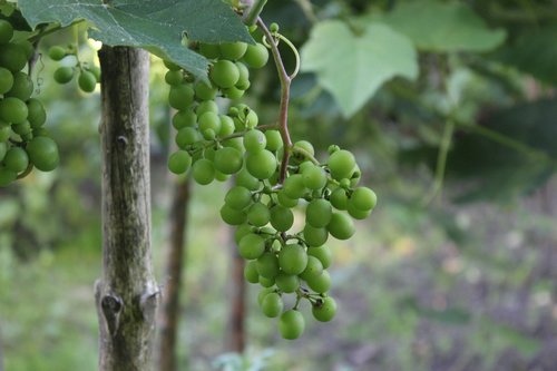 Vynuogės,  Vynuogių,  Vynmedis,  Vynuogės Auginamos,  Vaisių,  Vaisiai