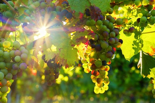 Vynuogės,  Saulė,  Sunbeam,  Vaisių,  Vynmedžių Rebstock,  Vyno,  Vynmedis,  Fruktozę,  Saldus