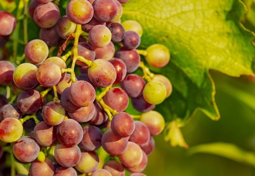 Vynuogės,  Vynuogė,  Vynmedis,  Raudonųjų Vynuogių,  Vynuogės Auginamos,  Vaisių,  Nesubrendęs,  Maisto,  Vaisiai