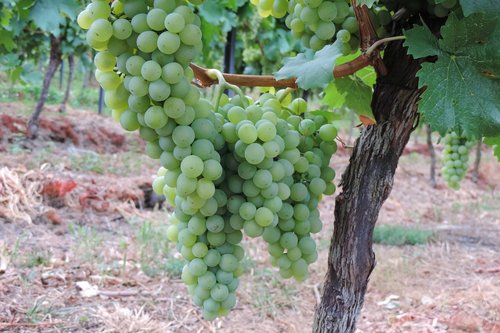 Vynuogės,  Vynmedžių Vaisių,  Vynuogių,  Vyno,  Vynuogės Auginamos