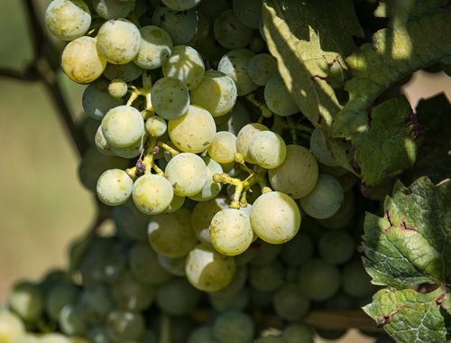 Vynuogės,  Vynmedžiai Akcijų,  Vyno,  Vynmedis,  Vynuogės Auginamos,  Vaisių,  Vynmedžių Gamta