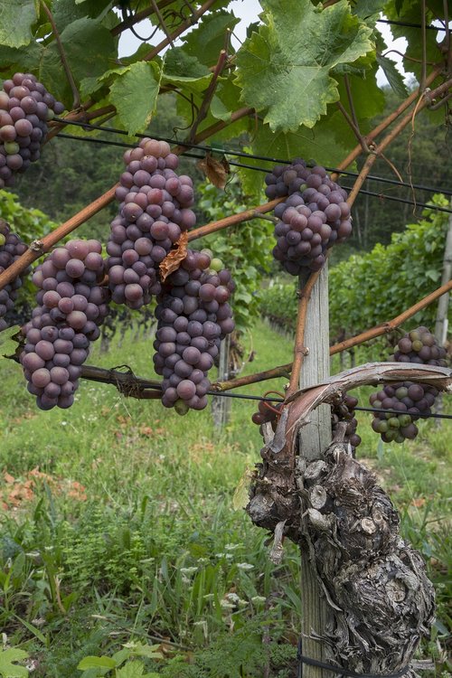 Vynuogės,  Vynmedis,  Vaisių,  Vynuogės Auginamos,  Vynuogių,  Vynmedžiai Akcijų,  Rebstock