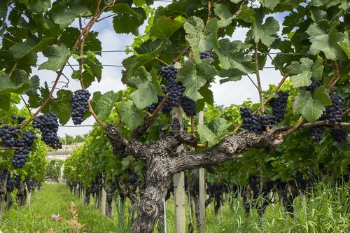 Vynuogės,  Vynmedis,  Vaisių,  Vynuogės Auginamos,  Vynuogių,  Vynmedžiai Akcijų,  Rebstock