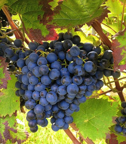 Vynuogės, Mėlynas, Vynuogių Auginimas, Vynuogynai, Vyno Lapai, Vyno Fabrikas