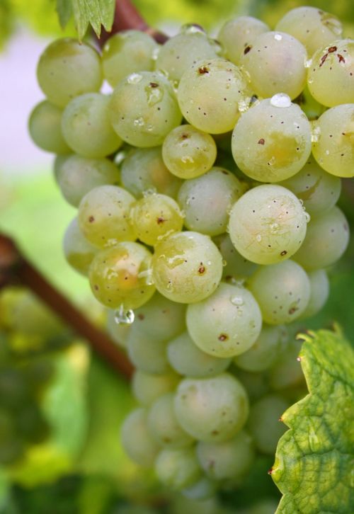 Vynuogės, Žalias, Gamta, Žaliosios Vynuogės, Vaisiai, Frisch, Vynuogynai
