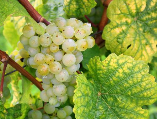 Vynuogės, Vynuogių Auginimas, Lapai, Gamta, Augalas, Žaliosios Vynuogės, Vynuogynai, Žalias