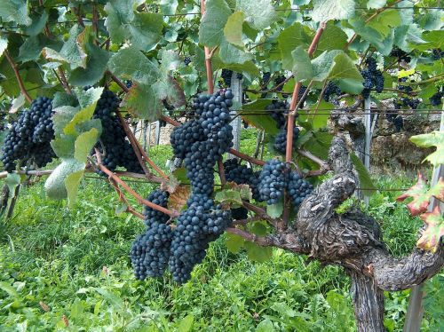 Vynuogės, Vynmedis, Vynuogynai, Mėlynos Vynuogės, Vynuogių Auginimas