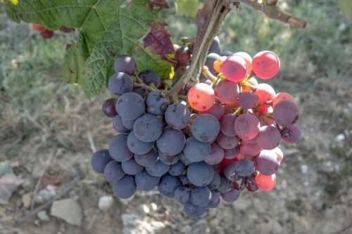 Vynuogės, Vynuogynai, Vynas, Derlius, Vaisiai, Augalas, Vynuogių Auginimas, Maistas