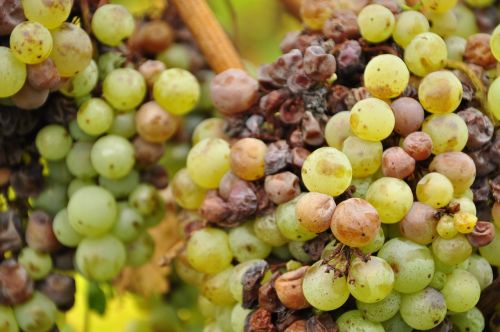 Vynuogės, Žalias, Vynuogių Auginimas, Vynmedis, Žaliosios Vynuogės, Uždaryti