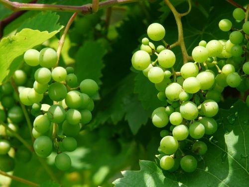 Vynuogės, Vynas, Augalas, Plantacija, Vynuogių Auginimas, Žalias, Vaisiai