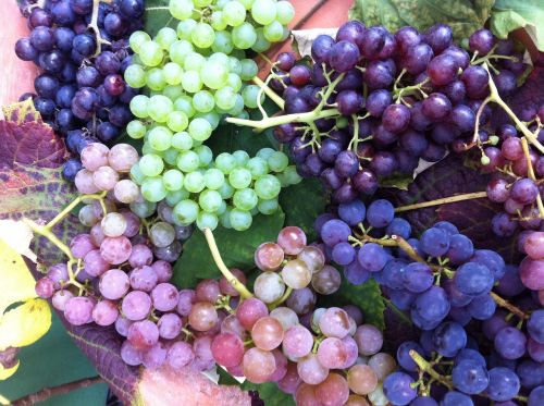 Vynuogės, Vaisiai, Mėlynos Vynuogės, Maistas, Vitaminai, Prinokusios Vynuogės, Vynas